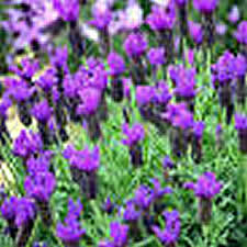 Purple Rain Lavender